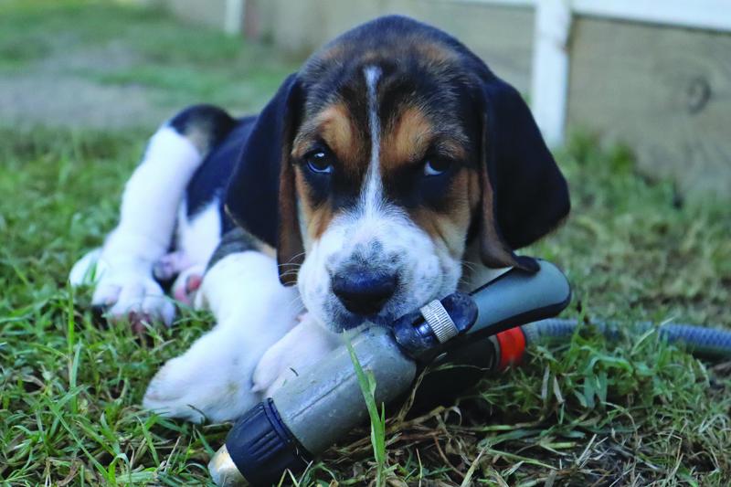 puppy