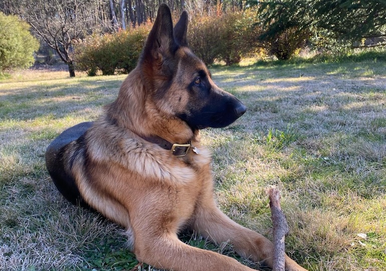 Breeder Gallery Large Image