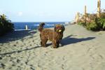 Spanish Water Dog. Photo 191438684 Dog Kevin George Dreamstime.com