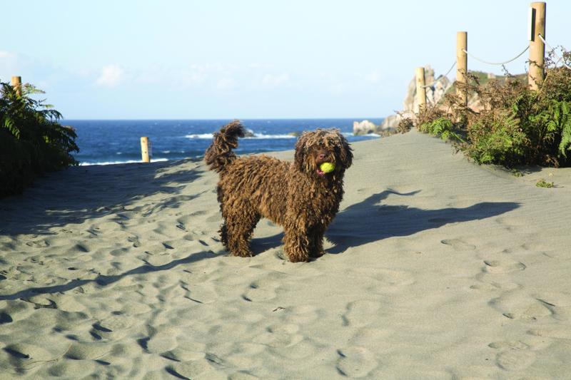 Spanish Water Dog. Photo 191438684 Dog Kevin George Dreamstime.com