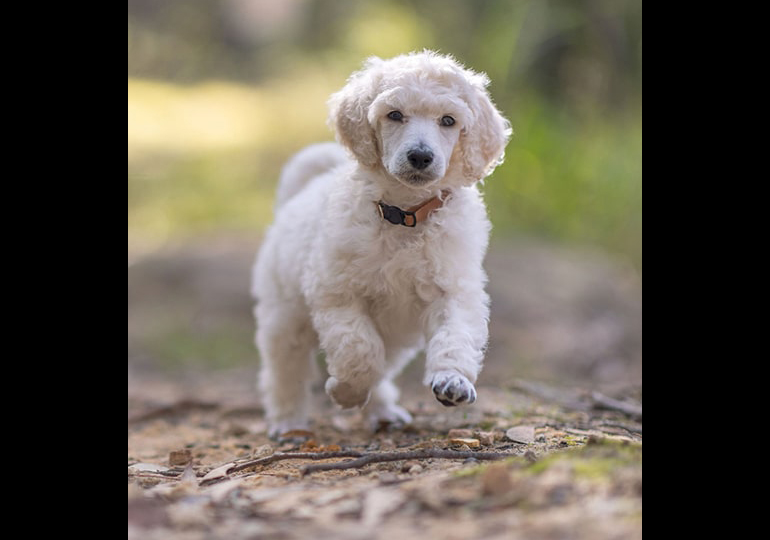 Breeder Gallery Large Image