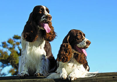 english_springer_spaniel