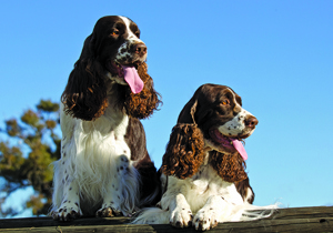 english_springer_spaniel