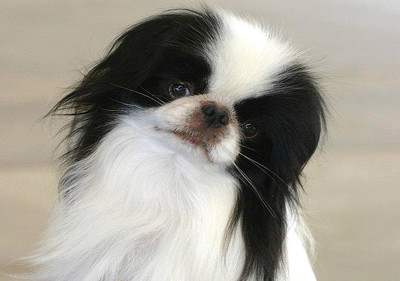 japanese_chin