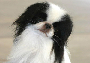 japanese_chin