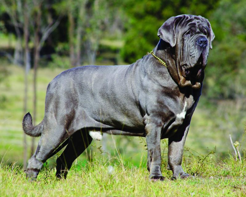 Neapolitan Mastiff. Photo by Michael Trafford
