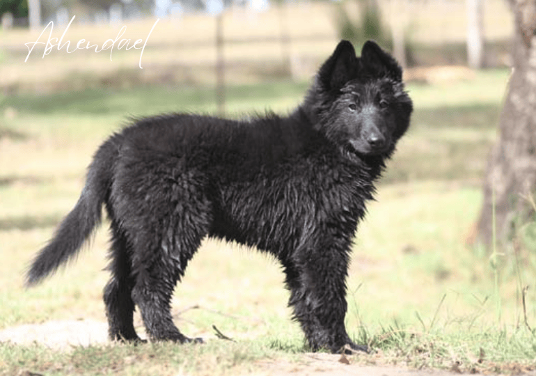 Breeder Gallery Large Image