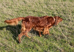 Breeder - Ms Jennifer Tyrrell