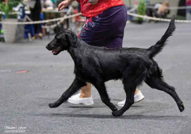 Breeder Gallery Large Image