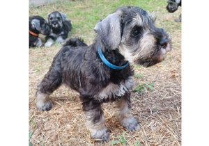 Breeder - Ms Carol Chen