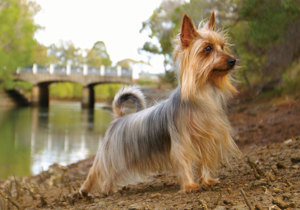 australian_silky_terrier