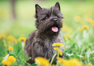 cairn_terrier