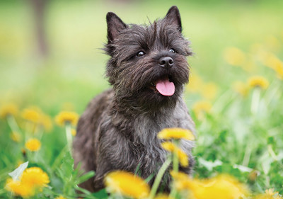 cairn_terrier
