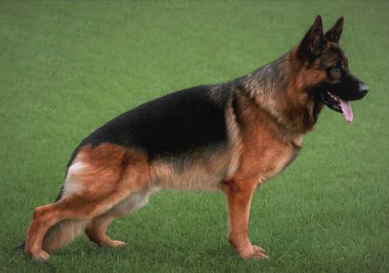 Breeder Gallery Large Image
