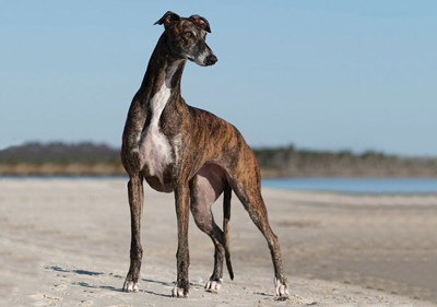 greyhound