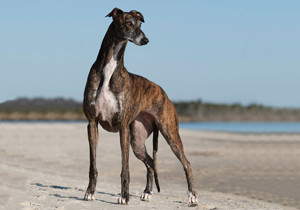 greyhound
