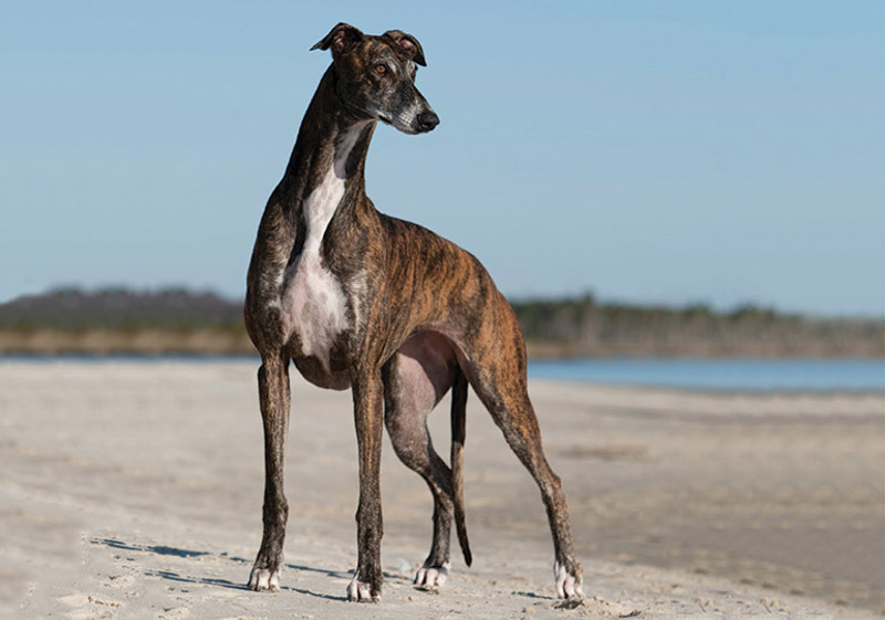Breed Standard - Greyhound