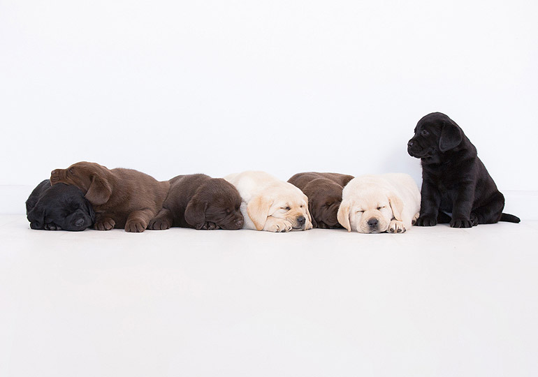 Breeder Gallery Large Image