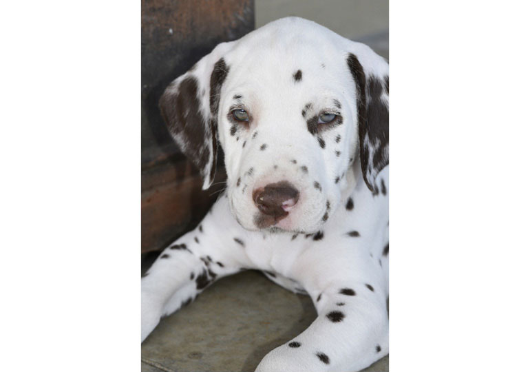 Breeder Gallery Large Image