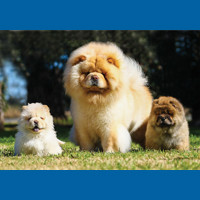 chow_chow