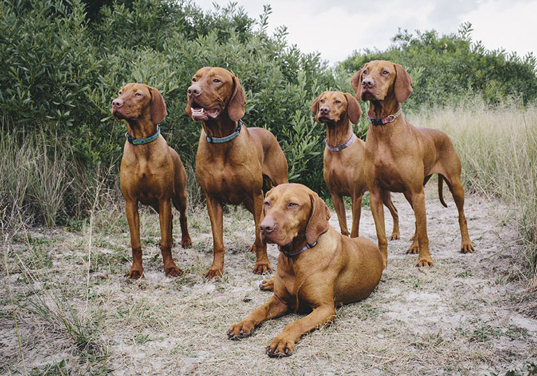 Breeder Gallery Large Image