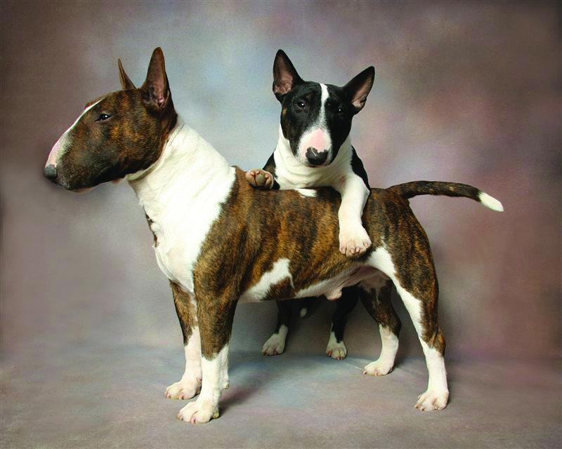Bull Terrier Miniature