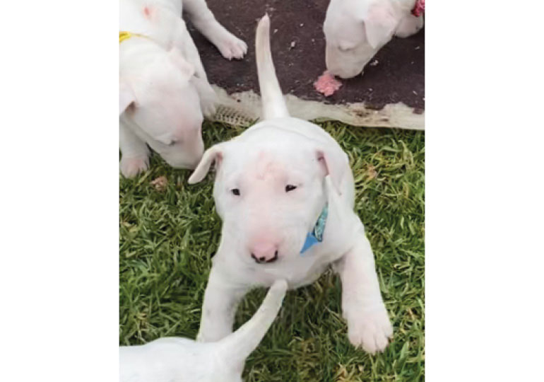 Breeder Gallery Large Image