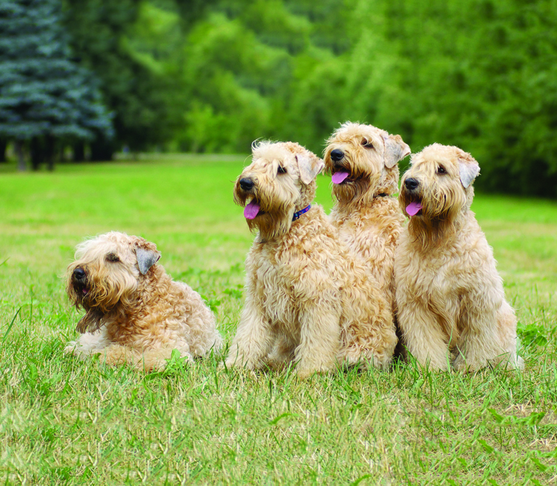 shutterstock_7671274
