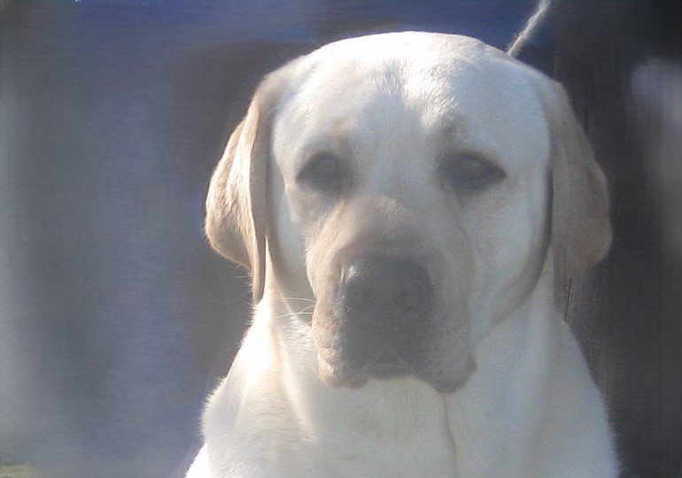 Breeder - Ms Dianne Travers
