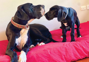 Breeder - Ms Shirley Ann Poole
