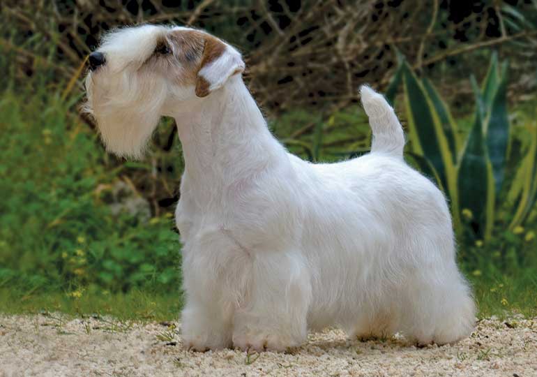 sealyham_terrier