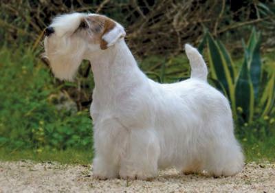 sealyham_terrier