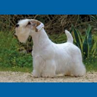 sealyham_terrier
