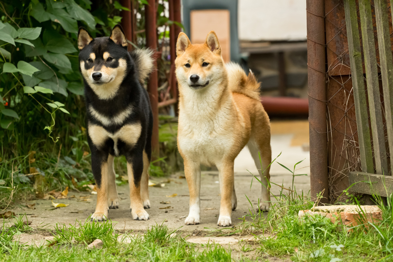 shutterstock_224417380