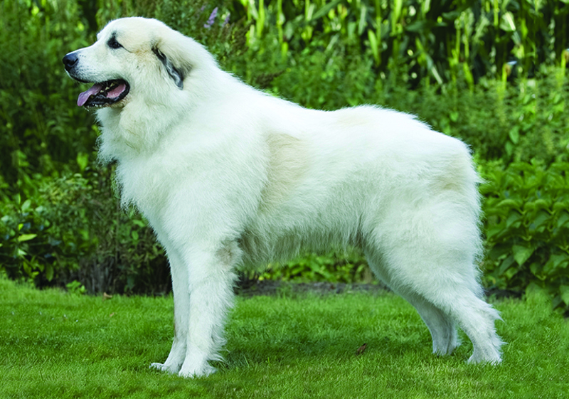 Breed Standard - Pyrenean Mountain Dog