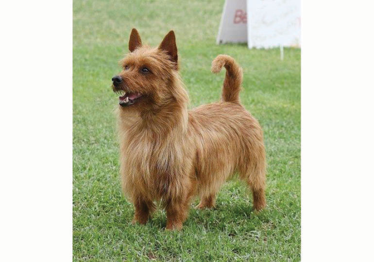 Breeder - Mrs Sharon Gilkison