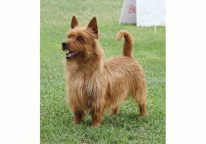 Breeder - Mrs Sharon Gilkison