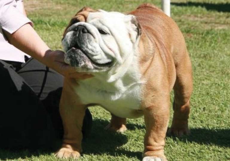 Breeder Gallery Large Image