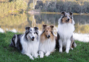 collie__rough_