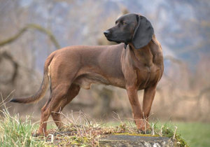 bavarian_mountain_scent_hound