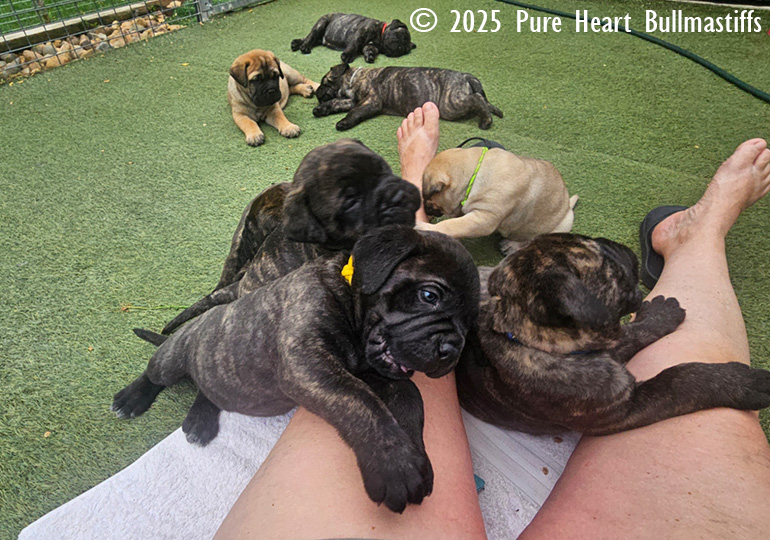 Breeder Gallery Large Image