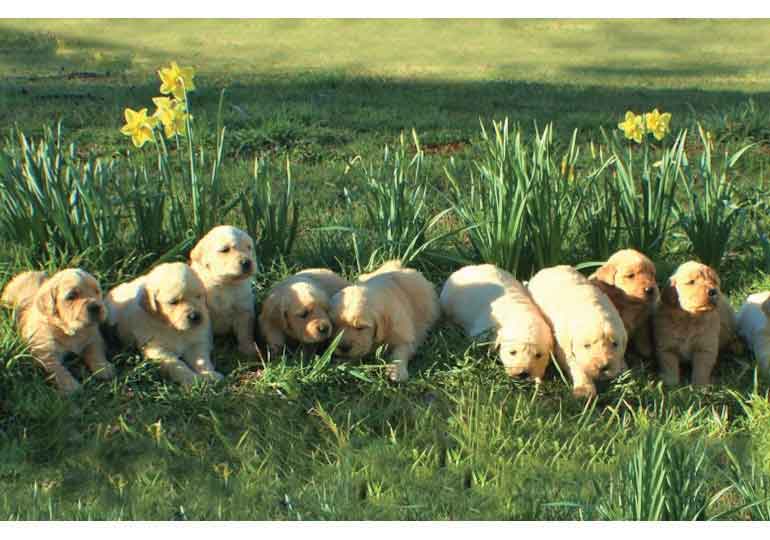 Breeder Gallery Large Image