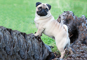 pug