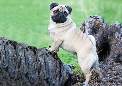 pug