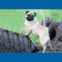 pug
