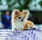 Submitted by AmigoReal Kennels. Image by Jorga Dixon Photography