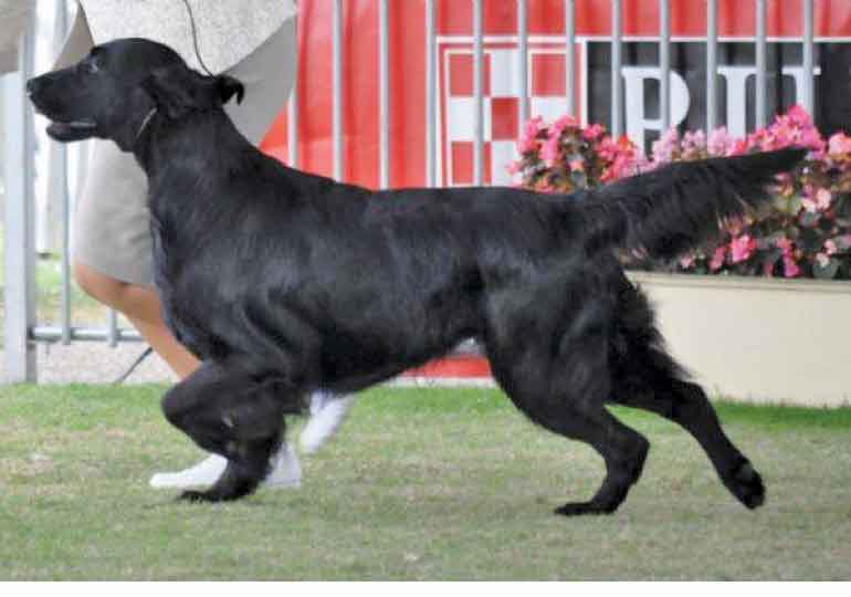 Breeder Gallery Large Image