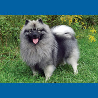 keeshond