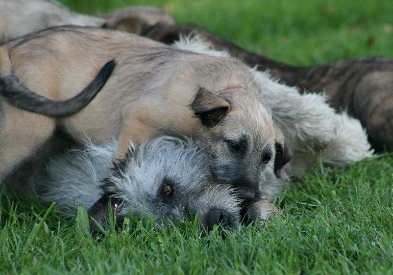Breeder Gallery Large Image