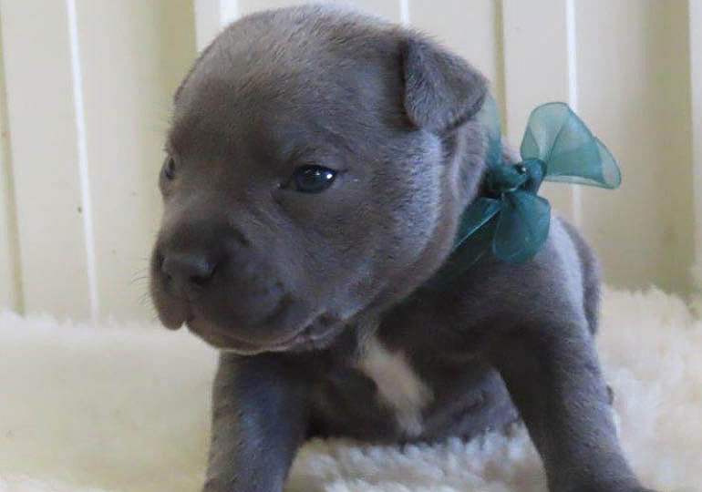 Breeder Gallery Large Image